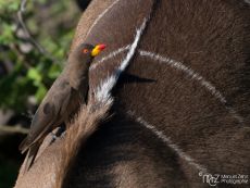 Yellow-billed Oxpecker - Buphagus africanus