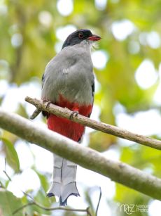 Cuban Trogon - Priotelus temnurus