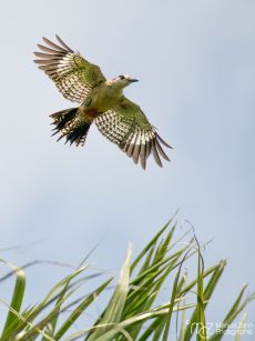 West Indian Woodpecker - Melanerpes superciliaris